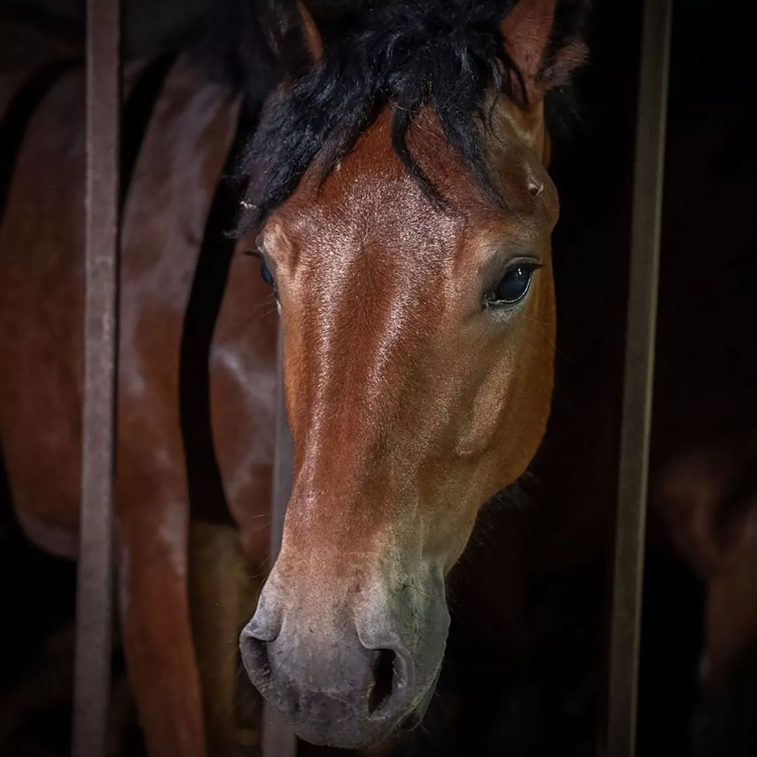 Breaking news: Italian TV airs horse slaughter footage 1 Breaking news: Italian TV airs horse slaughter footage