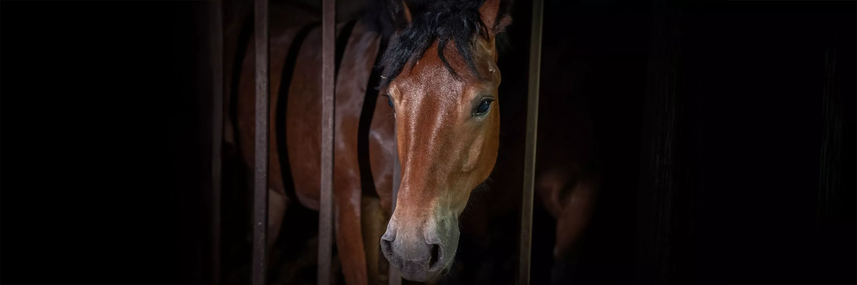 Donate 1 IT Horse INV 2025