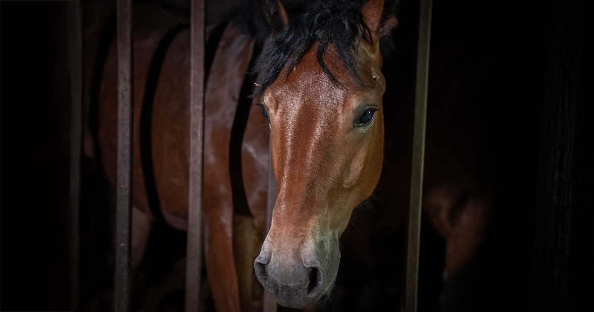 IT Horse INV 2025