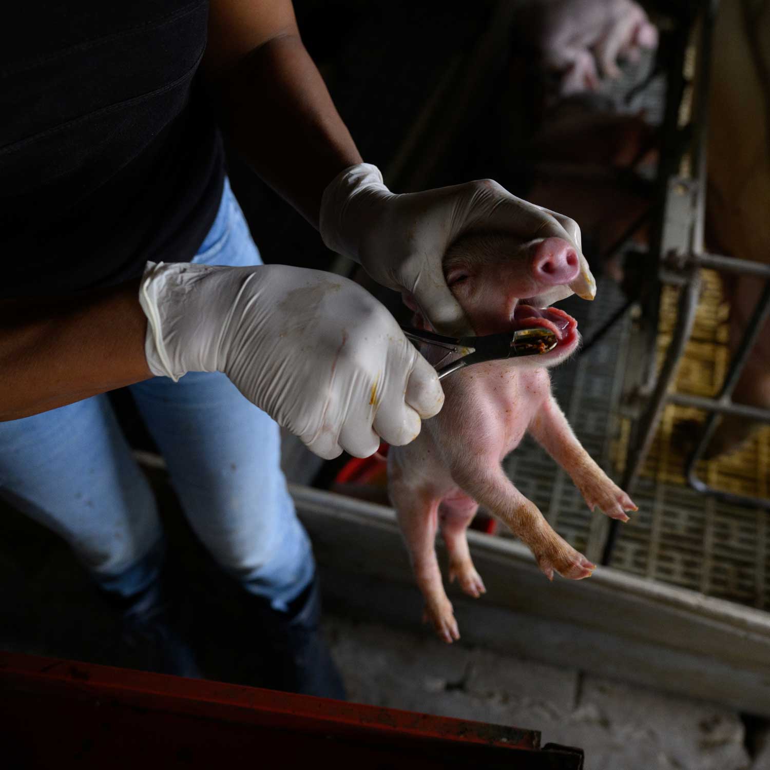 arg pig investigation 2026