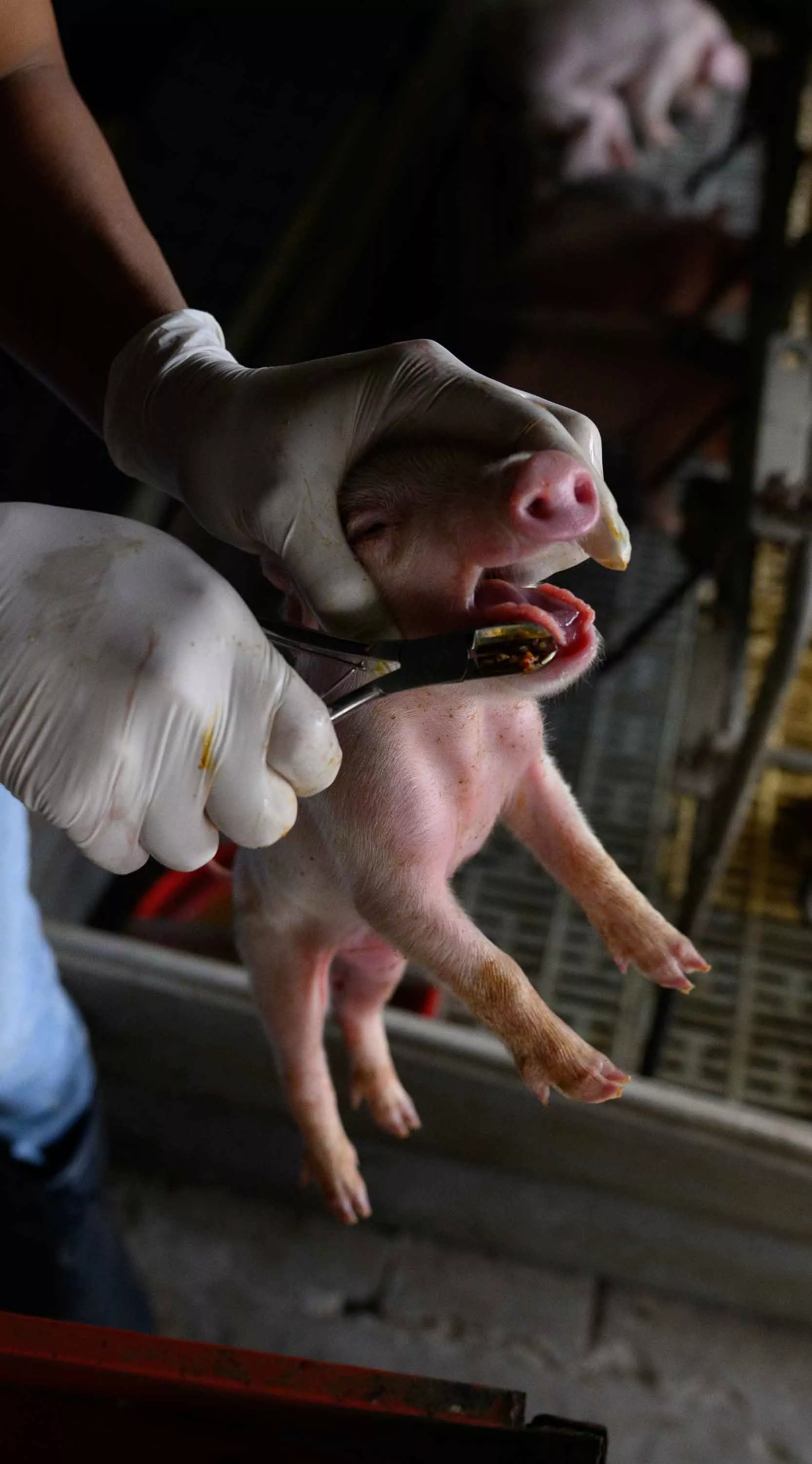 arg pig investigation 2026