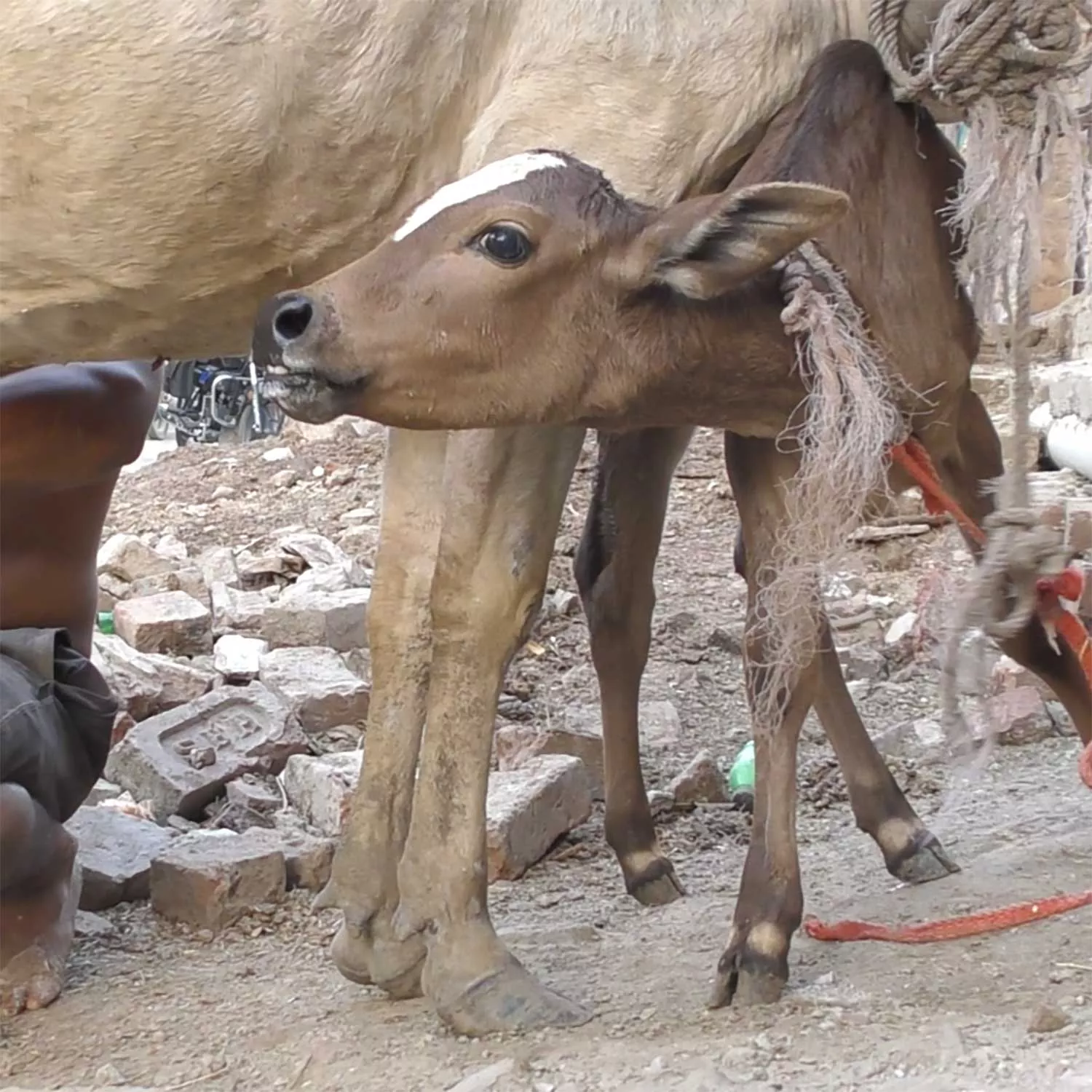 Dairy investigation shows calves starved to death, bodies stuffed