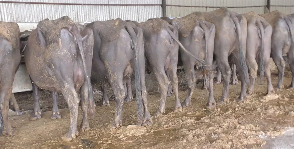 Dairy investigation shows calves starved to death, bodies stuffed 2 IN dairy investigation