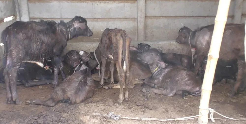 Dairy investigation shows calves starved to death, bodies stuffed 1 IN dairy investigation