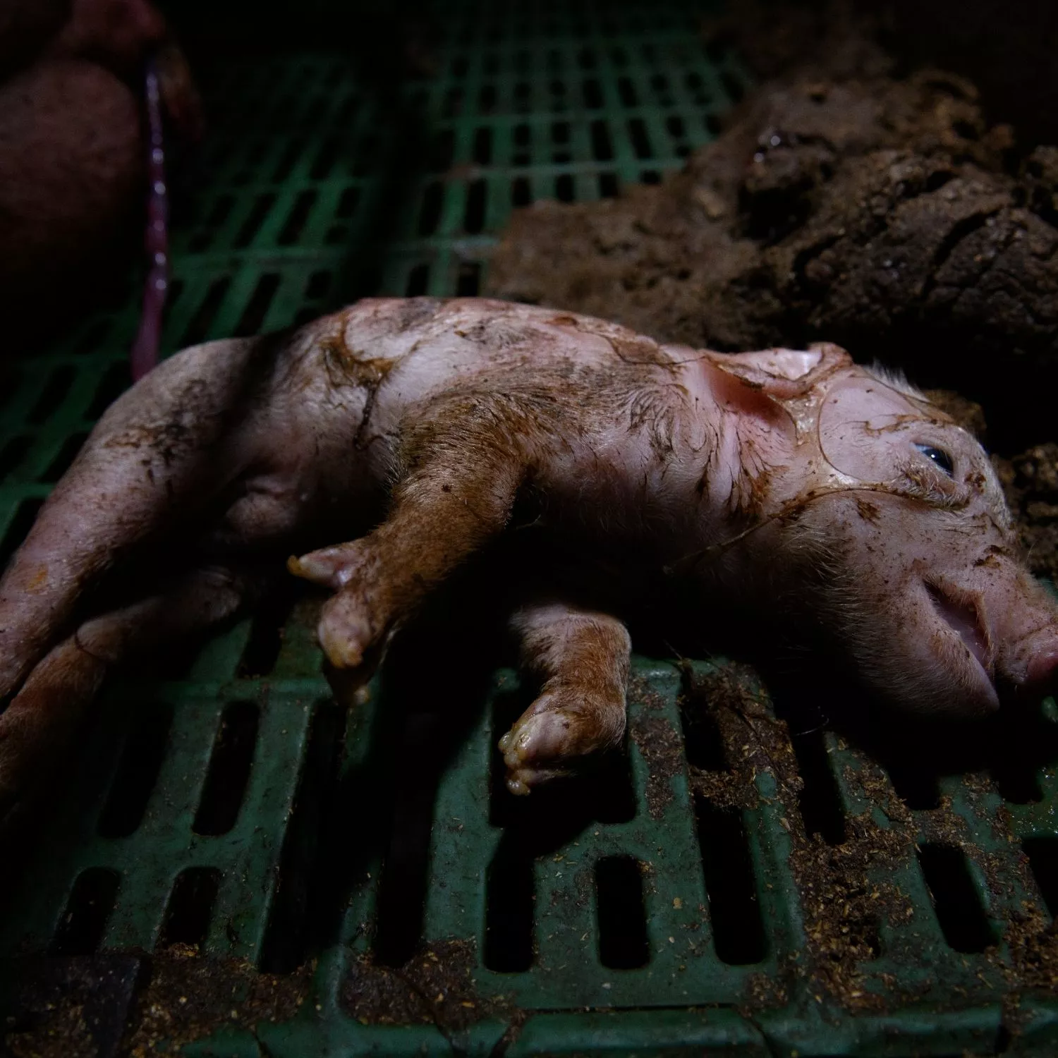 Dead piglets, botched mutilations exposed on Spain pig farms