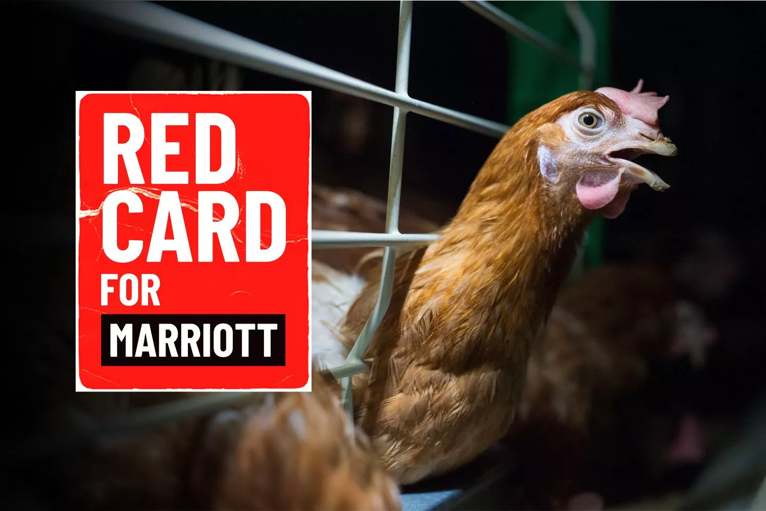 Red Card for Marriott: Animal Cruelty is a Foul