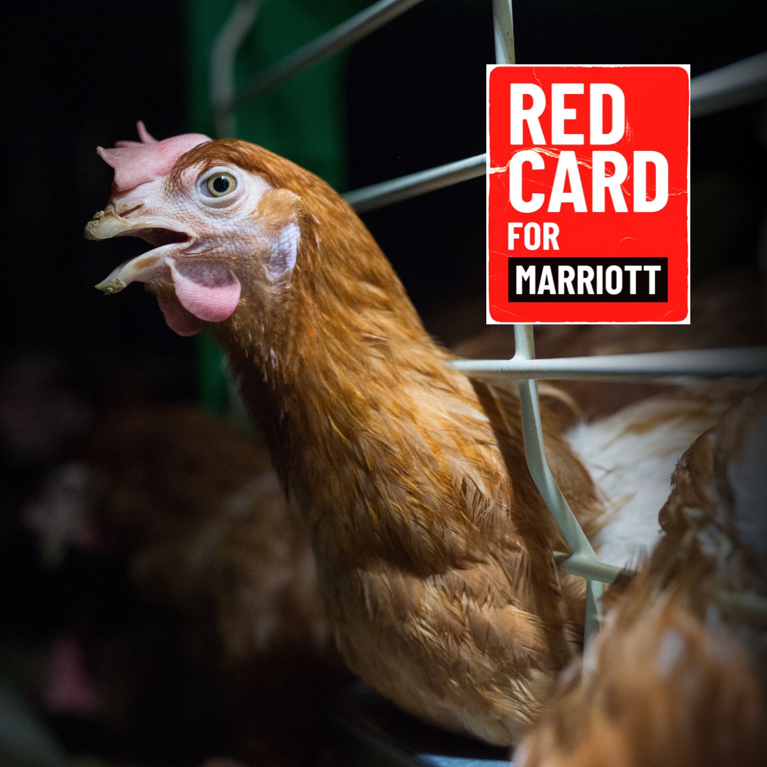 Red Card for Marriott