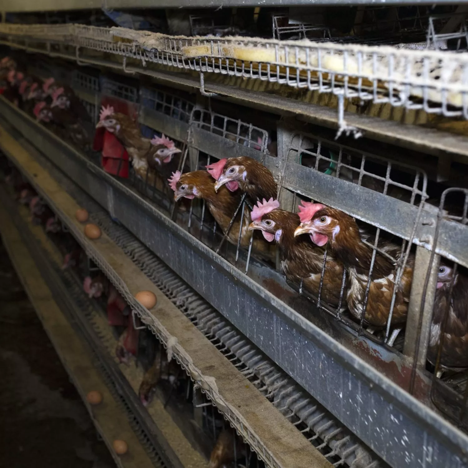 Campaign ends as Ahold Delhaize agrees to improving standards for animals 1 Campaign ends as Ahold Delhaize agrees to improving standards for animals