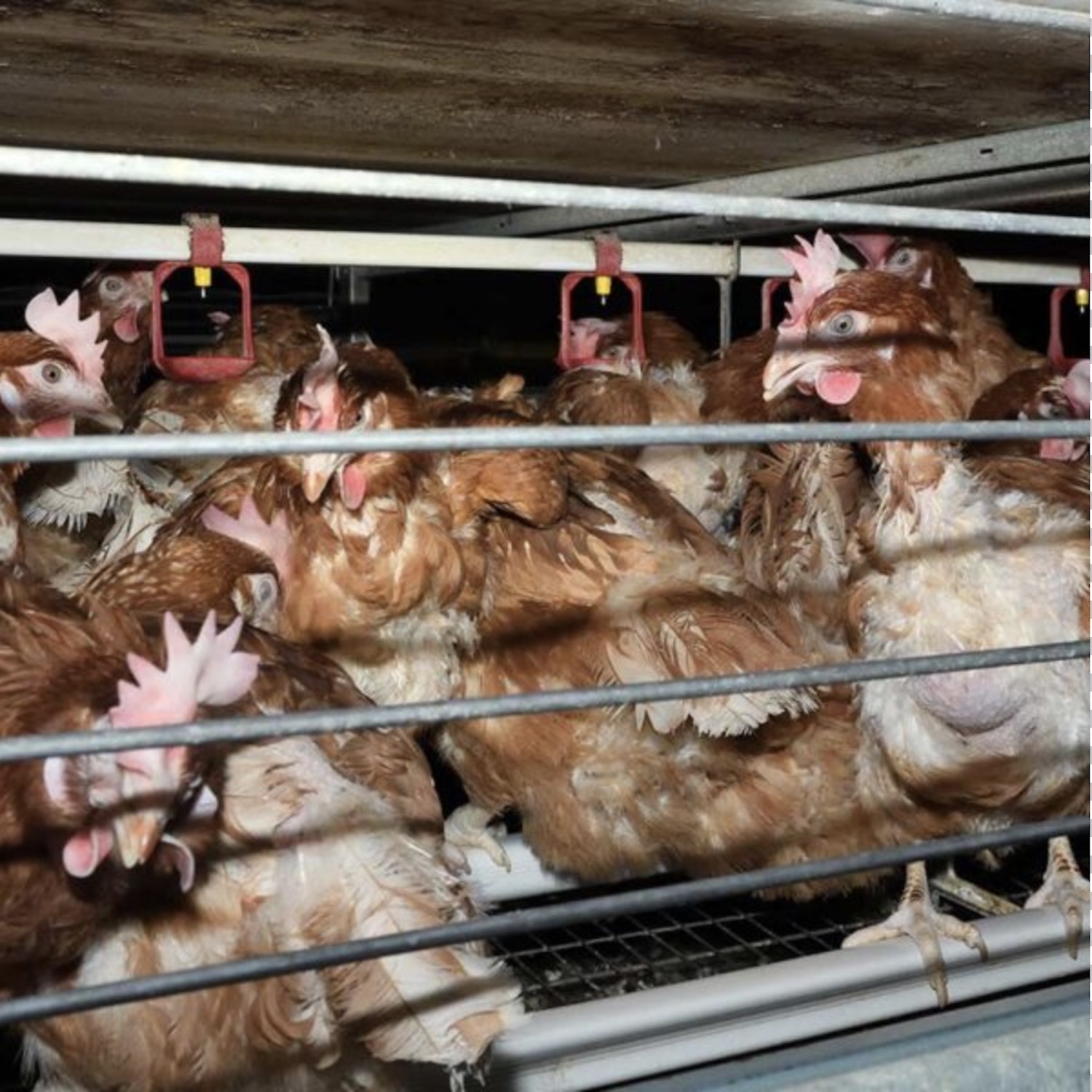 Hens crammed in a cage