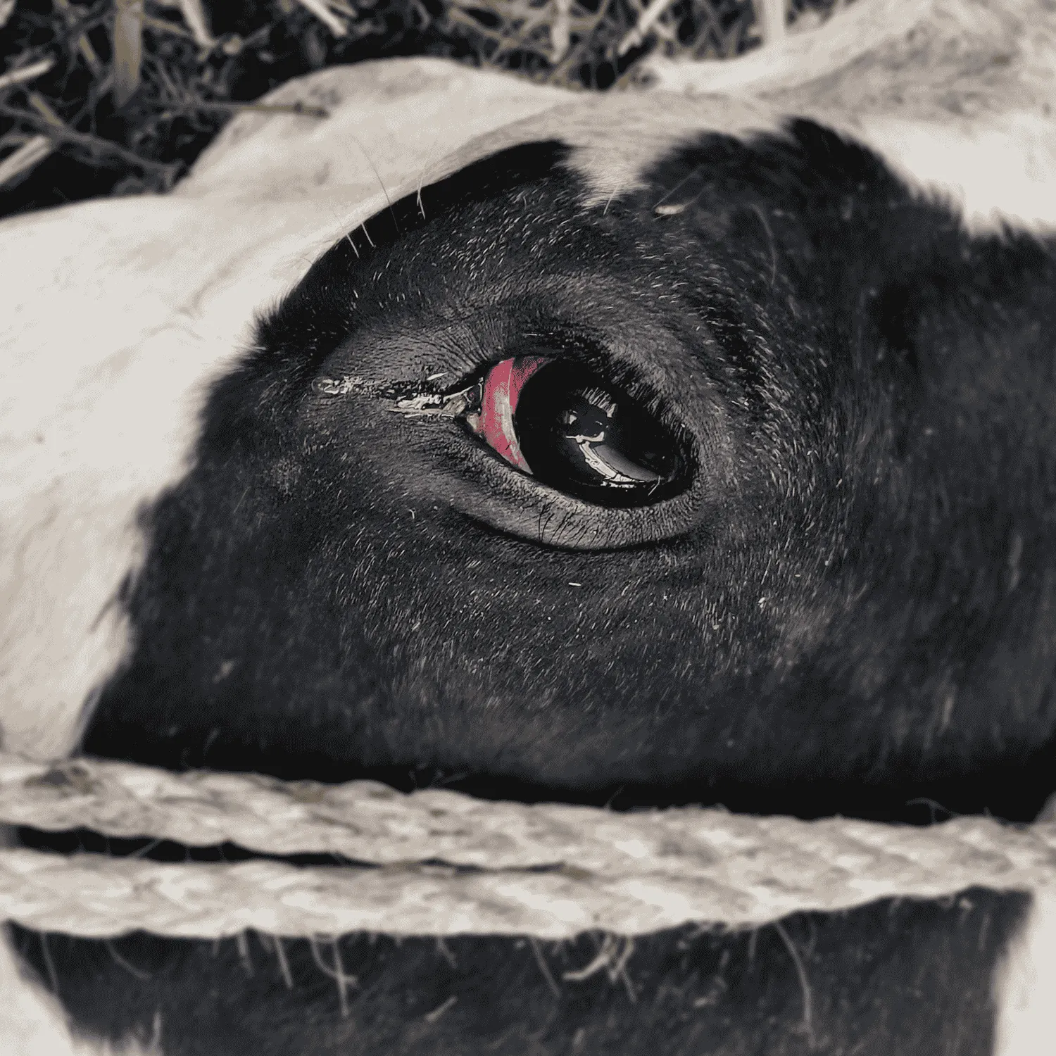 Leaked messages and footage reveal deadly dairy farm cruelty 1 Leaked messages and footage reveal deadly dairy farm cruelty