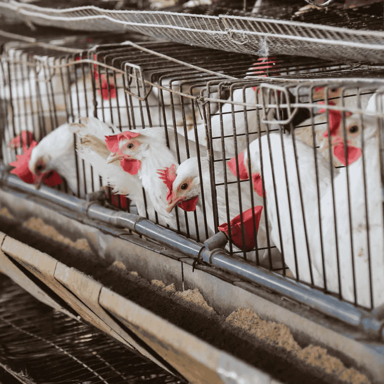 Target’s cage-free promise signals a new standard for retailers