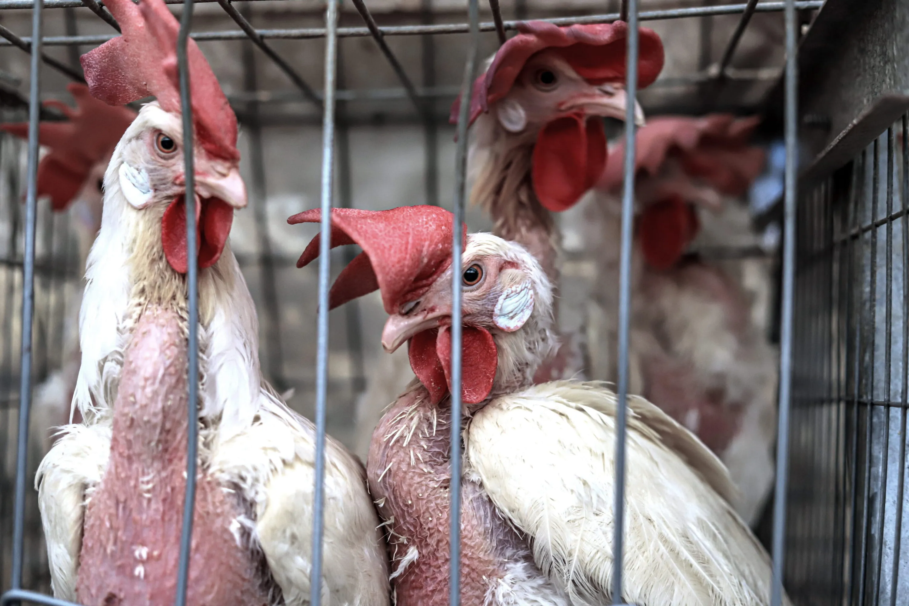 Injured hens in a small wire cage