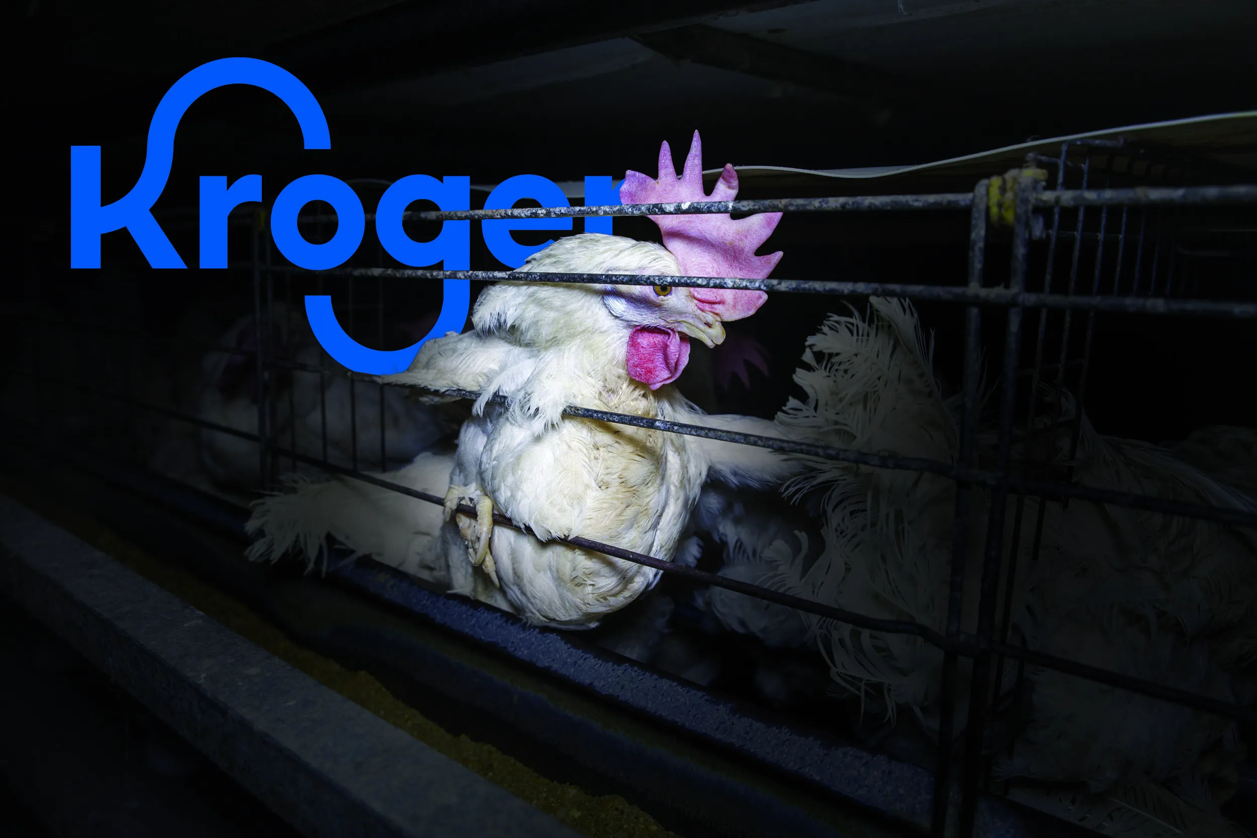 Hens confined in battery cages for Kroger eggs. (Representative photo)