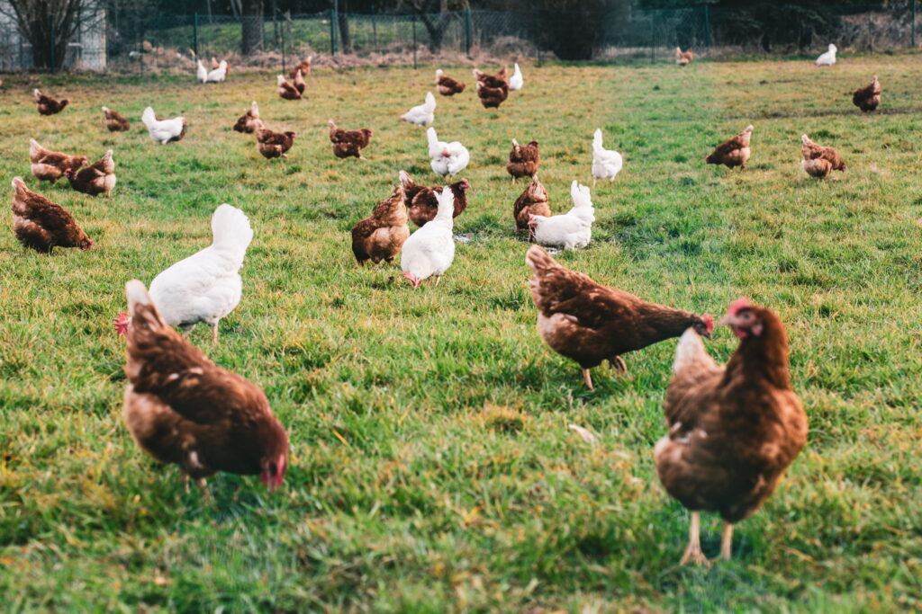Chickens in a grassy field