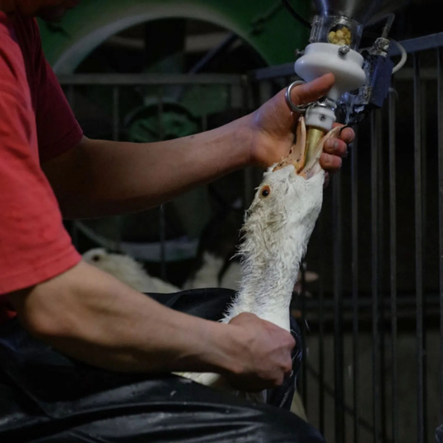 Brazil’s foie gras ban set to make history across Latin America
