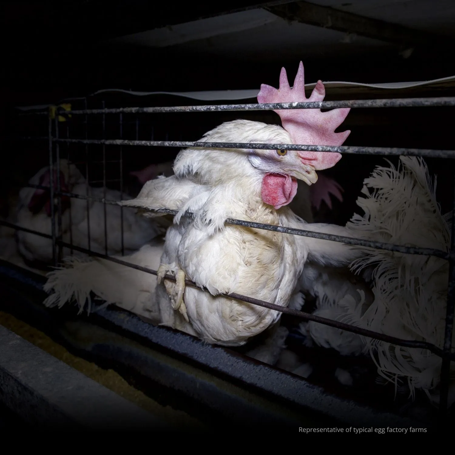 Kroger chose cages. Now it’s facing a global reckoning.