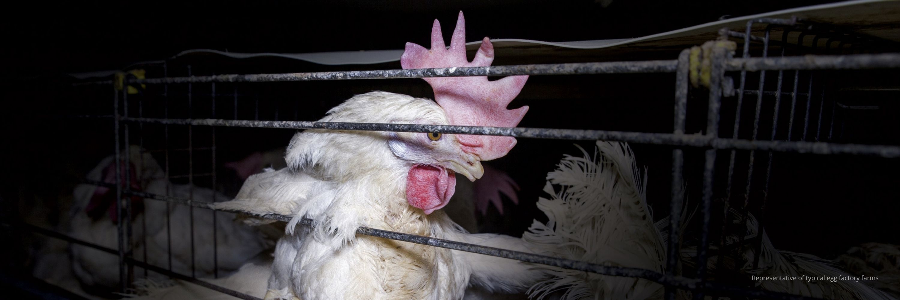 A hen confined in a battery cage at an egg factory farm, representative of conditions in Kroger's egg supply chain