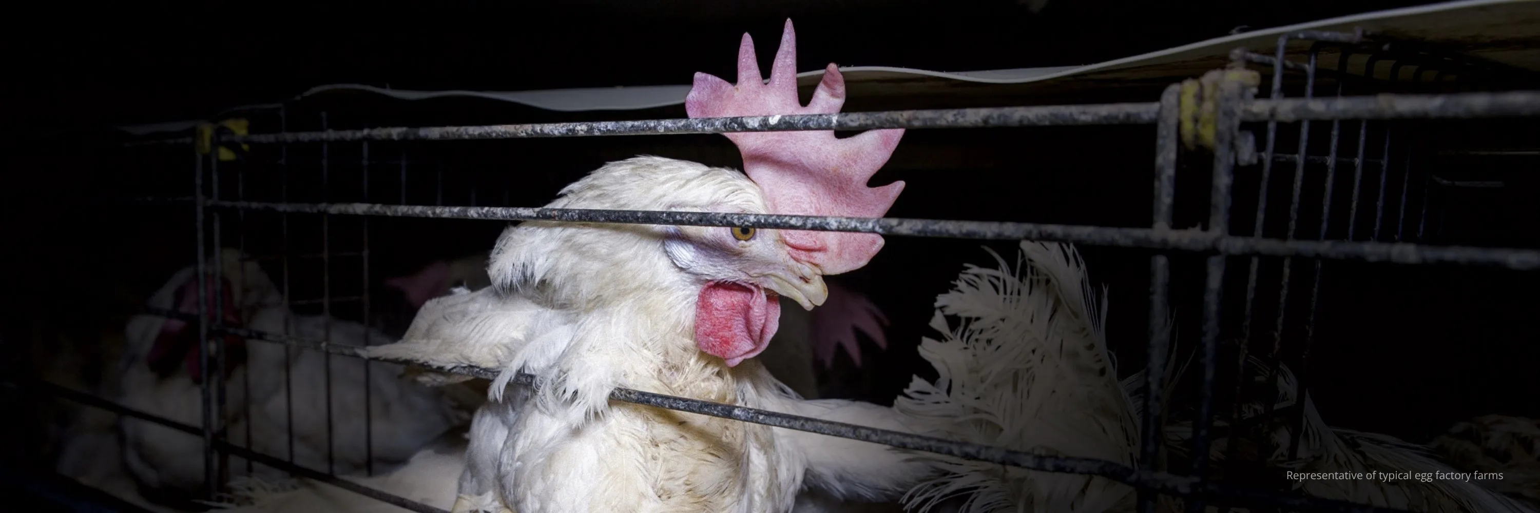 A hen confined in a battery cage at an egg factory farm, representative of conditions in Kroger's egg supply chain