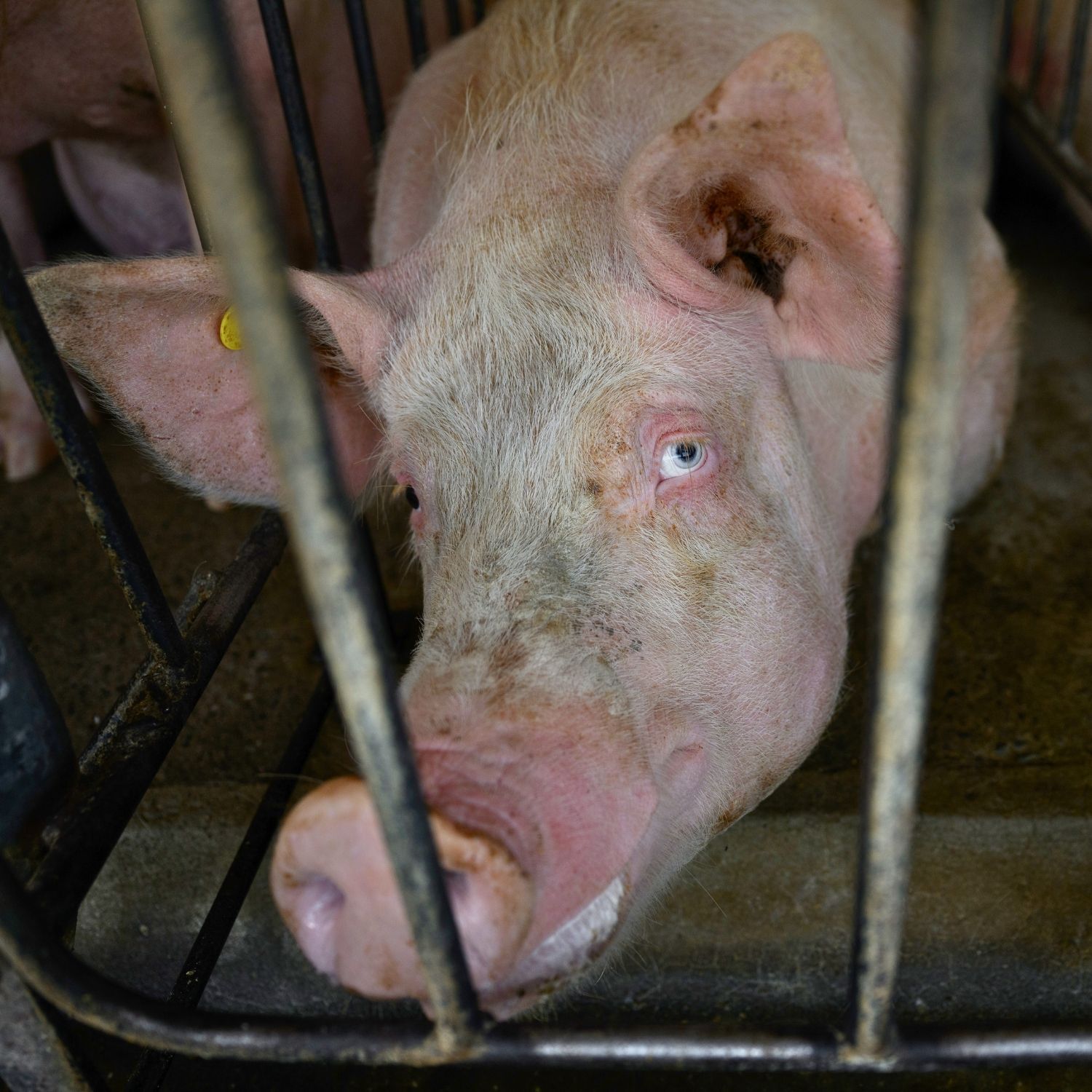 A pig confined in a gestation crate, unable to turn around or move freely.