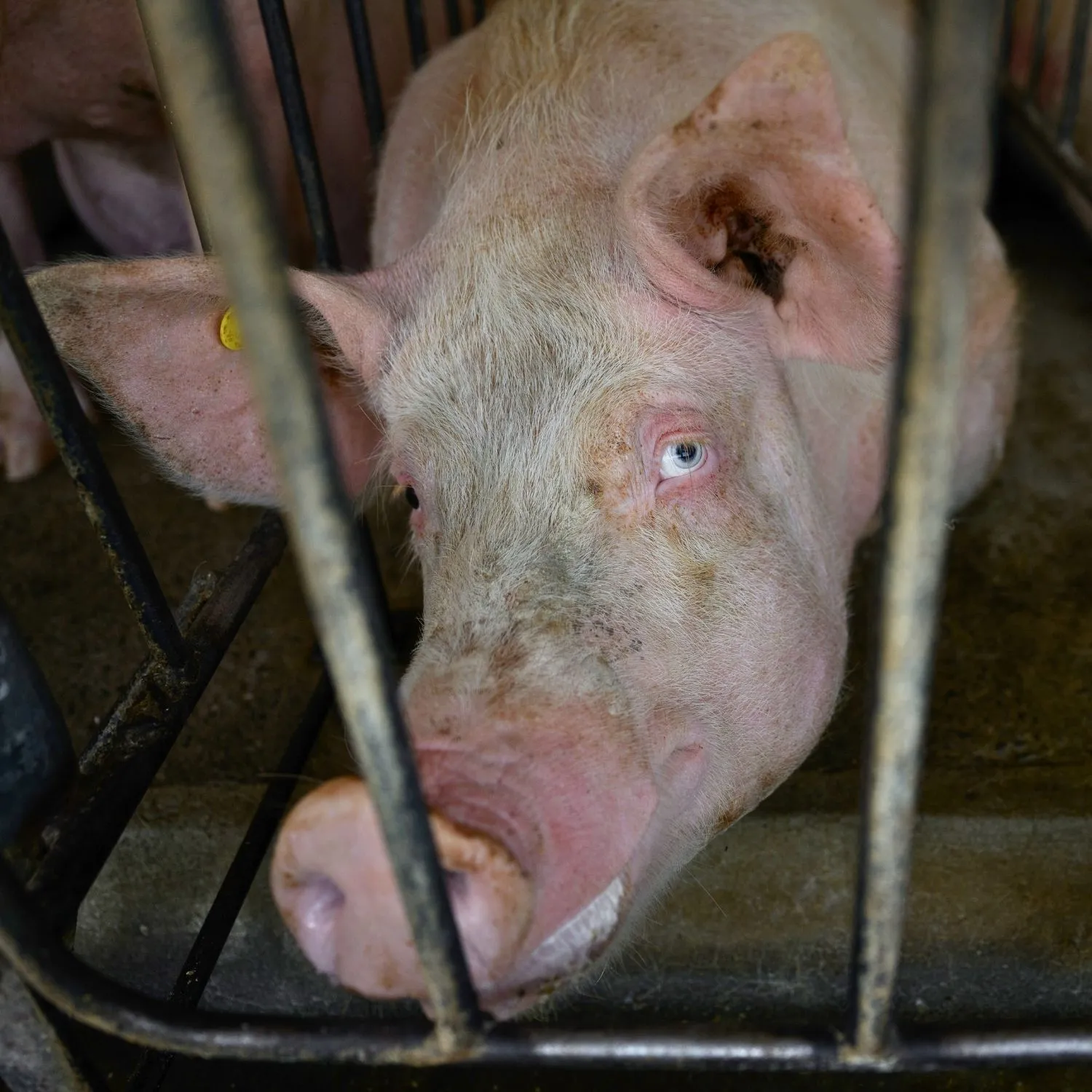 U.S. House passes Farm Bill that would strip animal protections nationwide