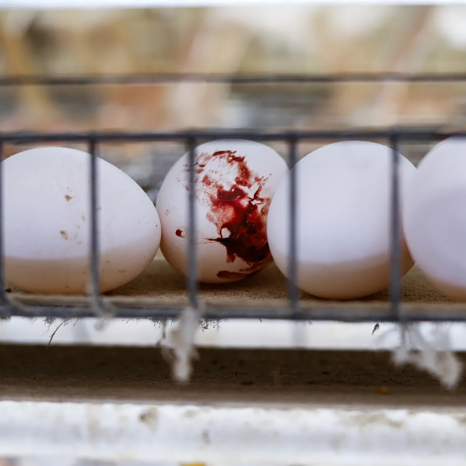 Close-up of a white egg covered in blood on a wire cage, with other eggs visible on either side. 