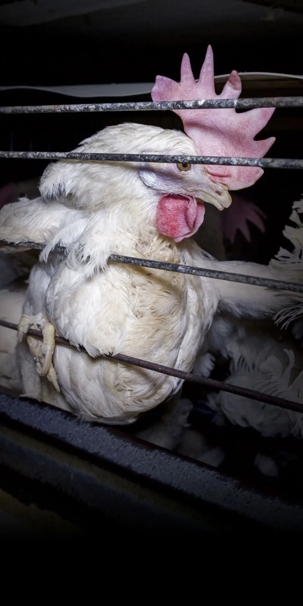 Kroger sells eggs from hens confined in battery cages (representative photo)