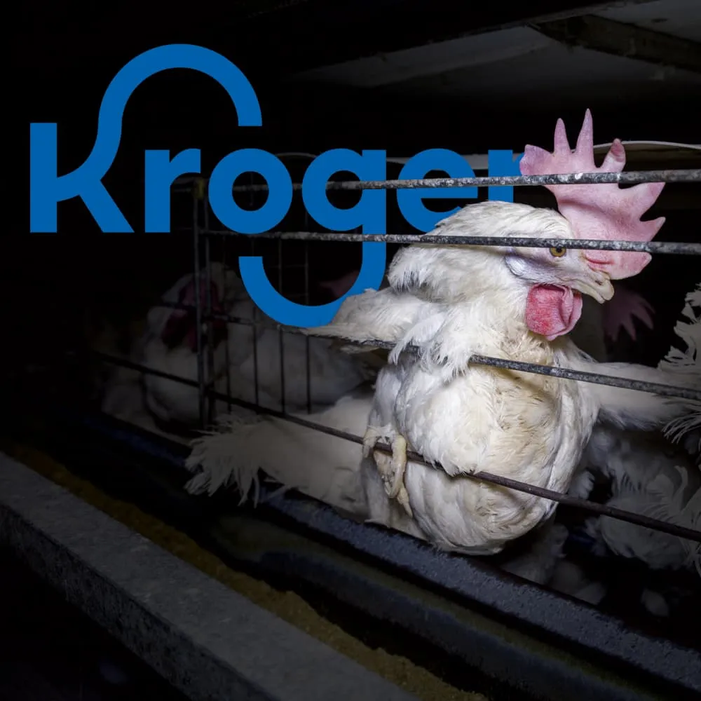 Hen confined in a battery cage (representative photo)