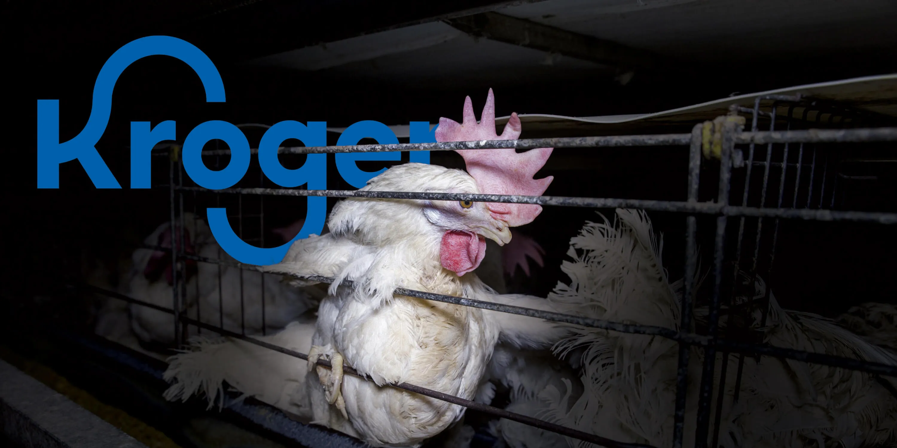 Kroger sells eggs from hens confined in battery cages (representative photo)