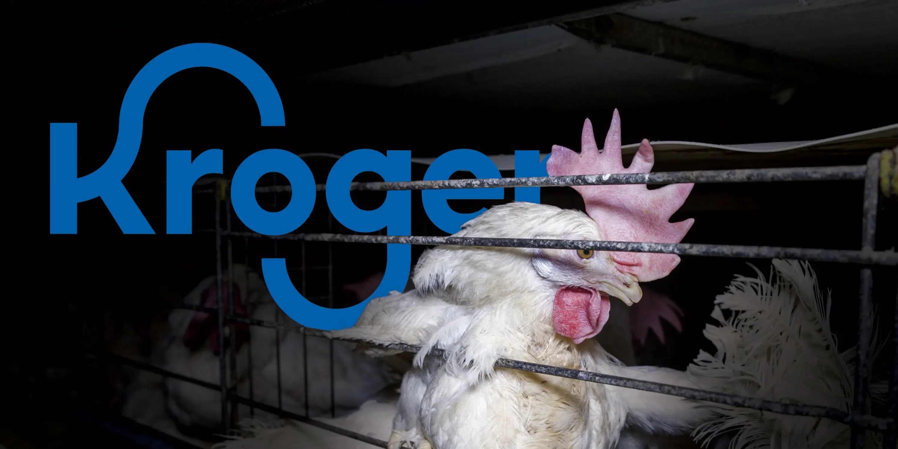 Kroger sells eggs from hens confined in battery cages (representative photo)