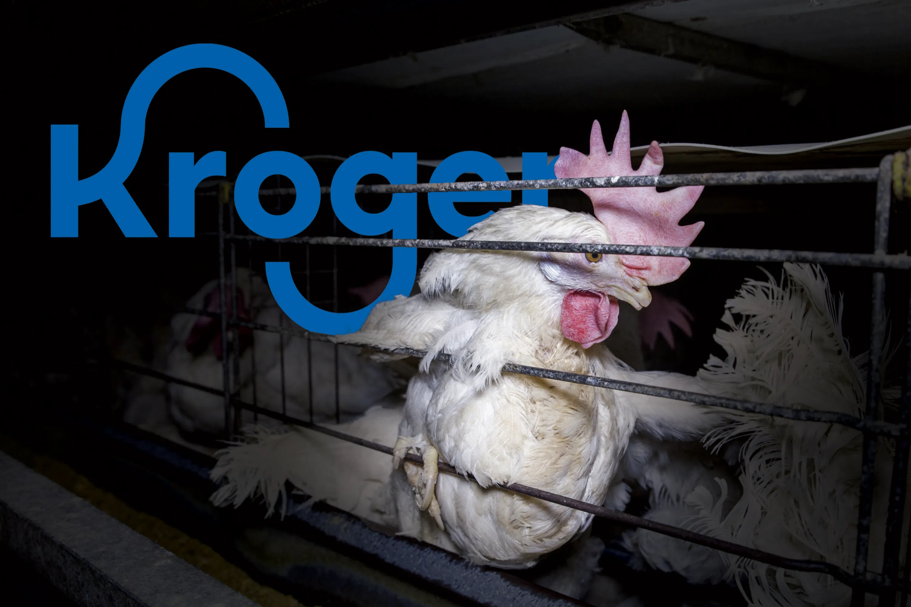 Animal Equality 7 Kroger sells eggs from hens confined in battery cages (representative photo)