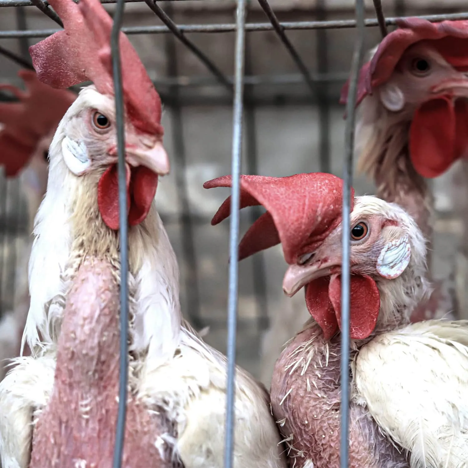 Two hens with feather loss in a cage