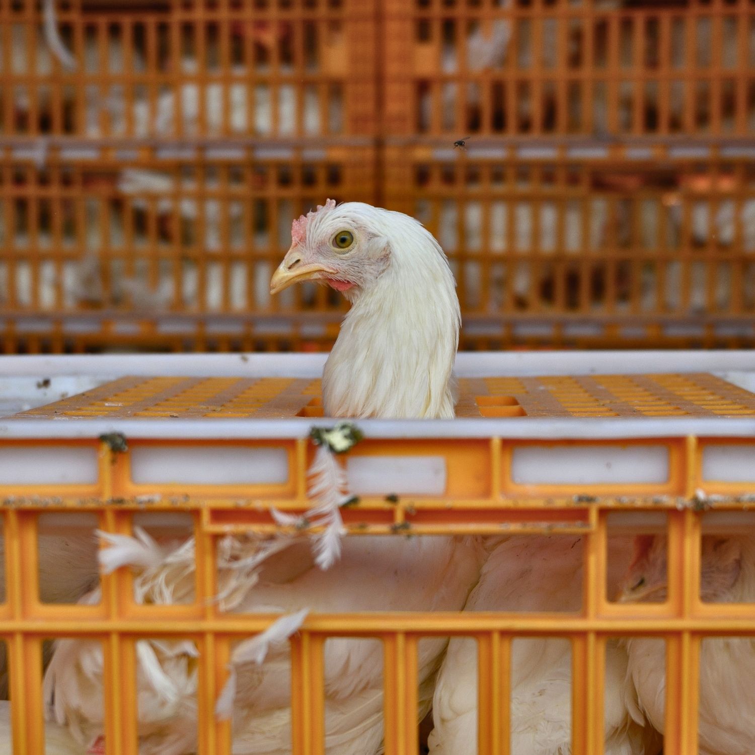 A hen peers through the bars of a transport cage on a chicken farm in Argentina.