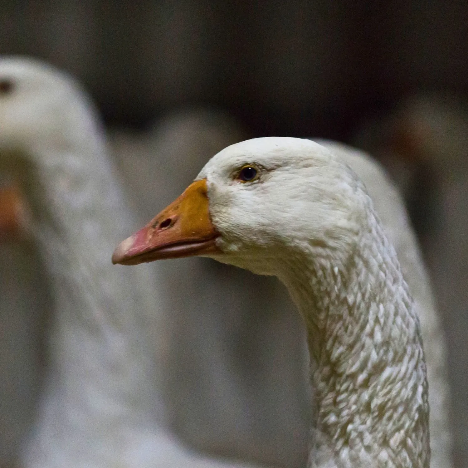 Portland, Oregon bans foie gras in historic city council vote 1 Portland, Oregon bans foie gras in historic city council vote