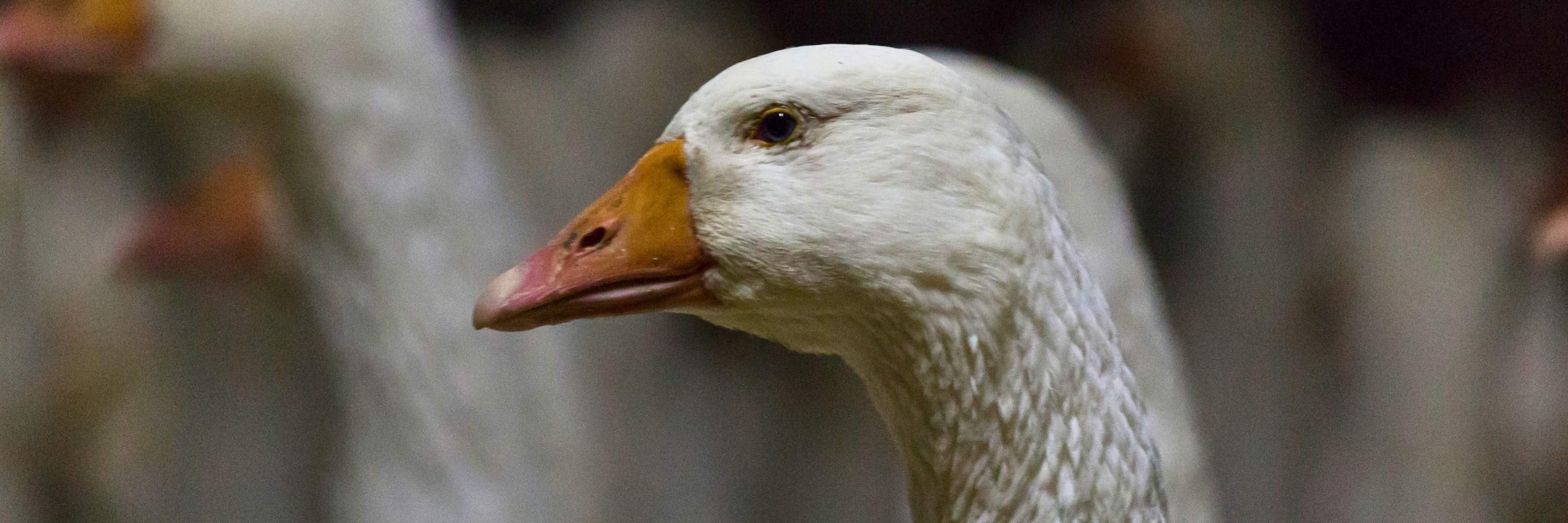A goose inside a factory farm looking directly into the camera.