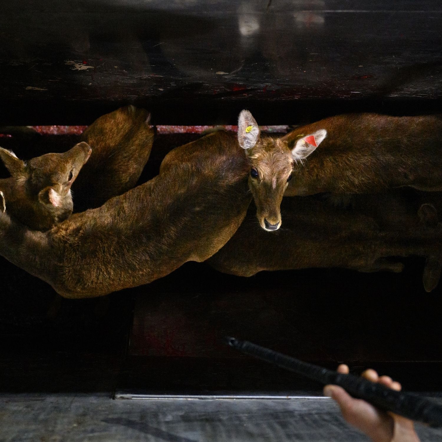 Worker aiming gun at deer in a kill pen inside a Spanish slaughterhouse.