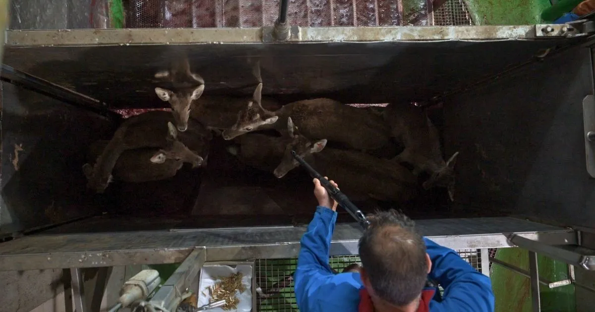 Worker aiming gun at deer in a kill pen inside a Spanish slaughterhouse.