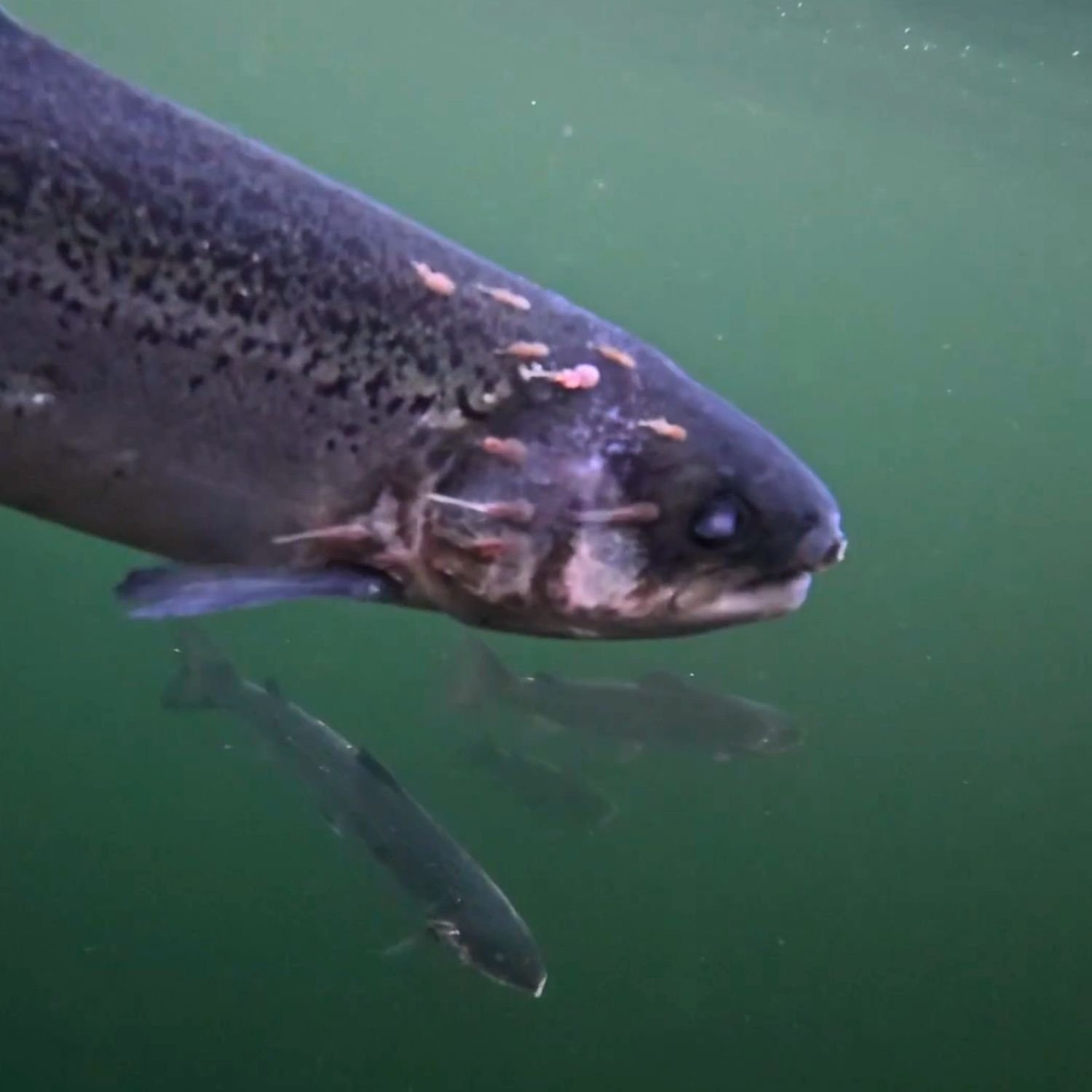 A salmon with sea lice visible on its head swims inside a farm in the United Kingdom.