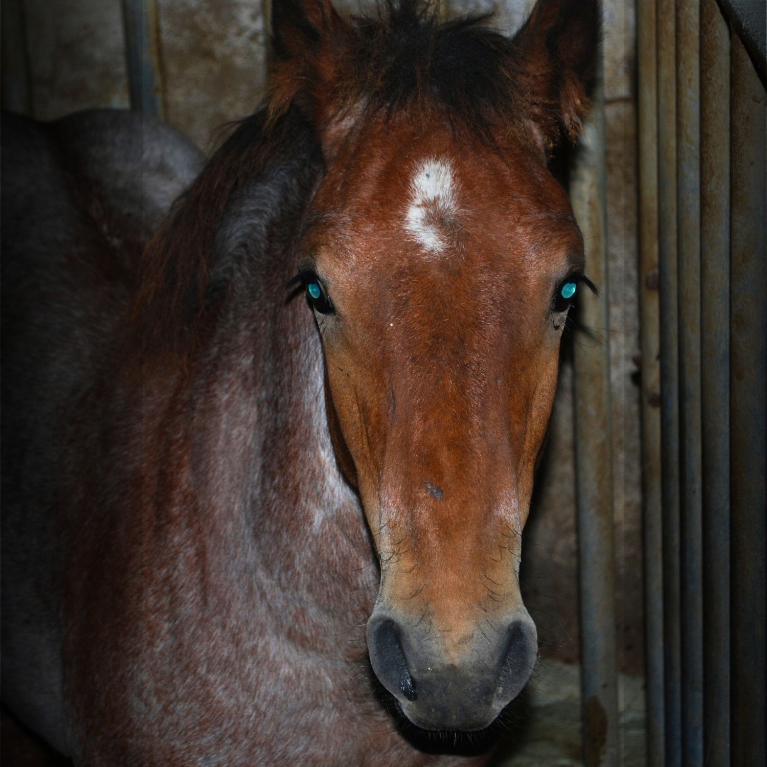 A horse stares directly into the camera inside a slaughterhouse.