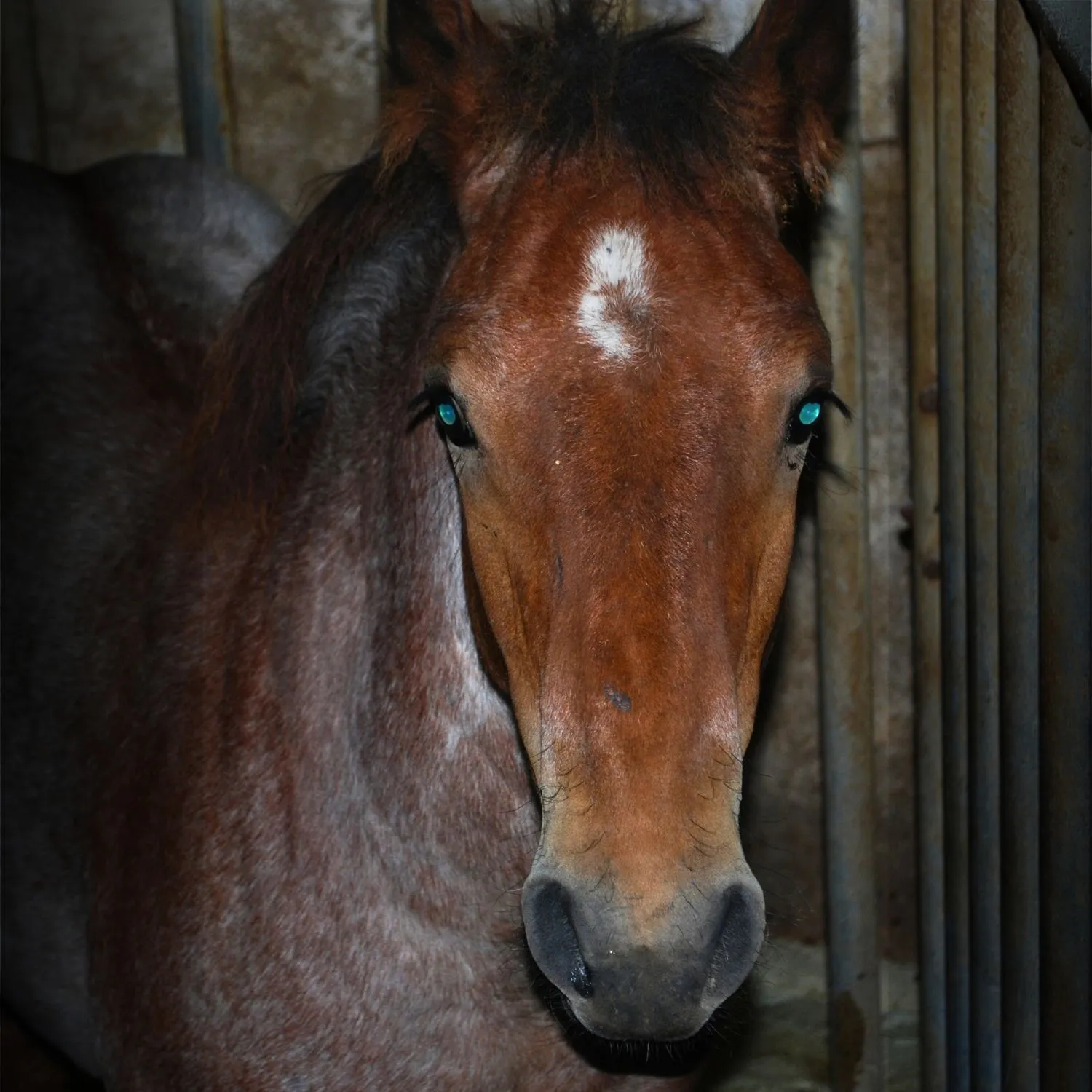 Exclusive: Rescued horse illegally killed in Italian slaughterhouse