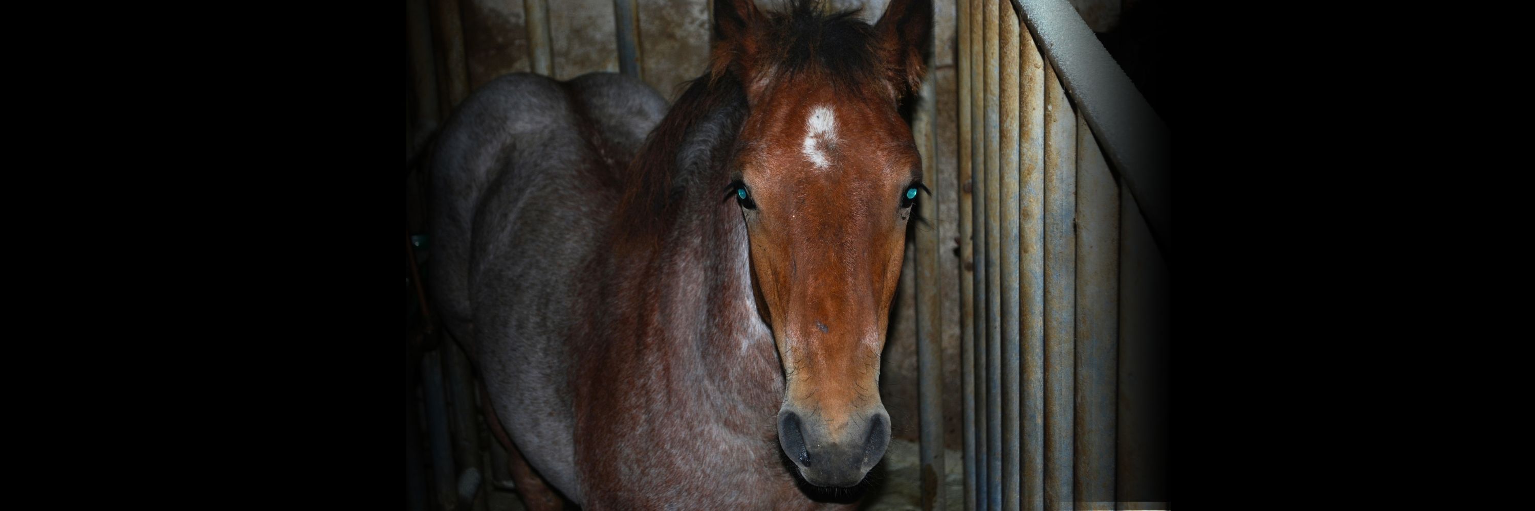 A horse stares directly into the camera inside a slaughterhouse.