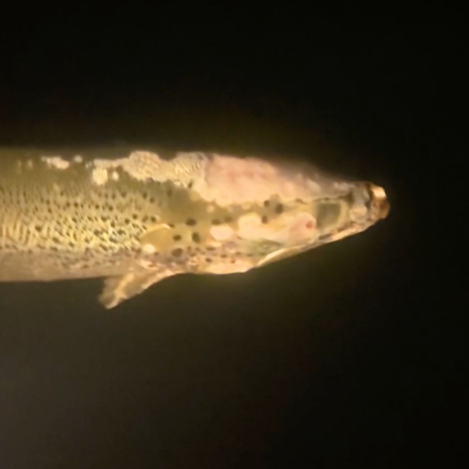 Fish suffering from severe facial wounds on Scottish salmon farm