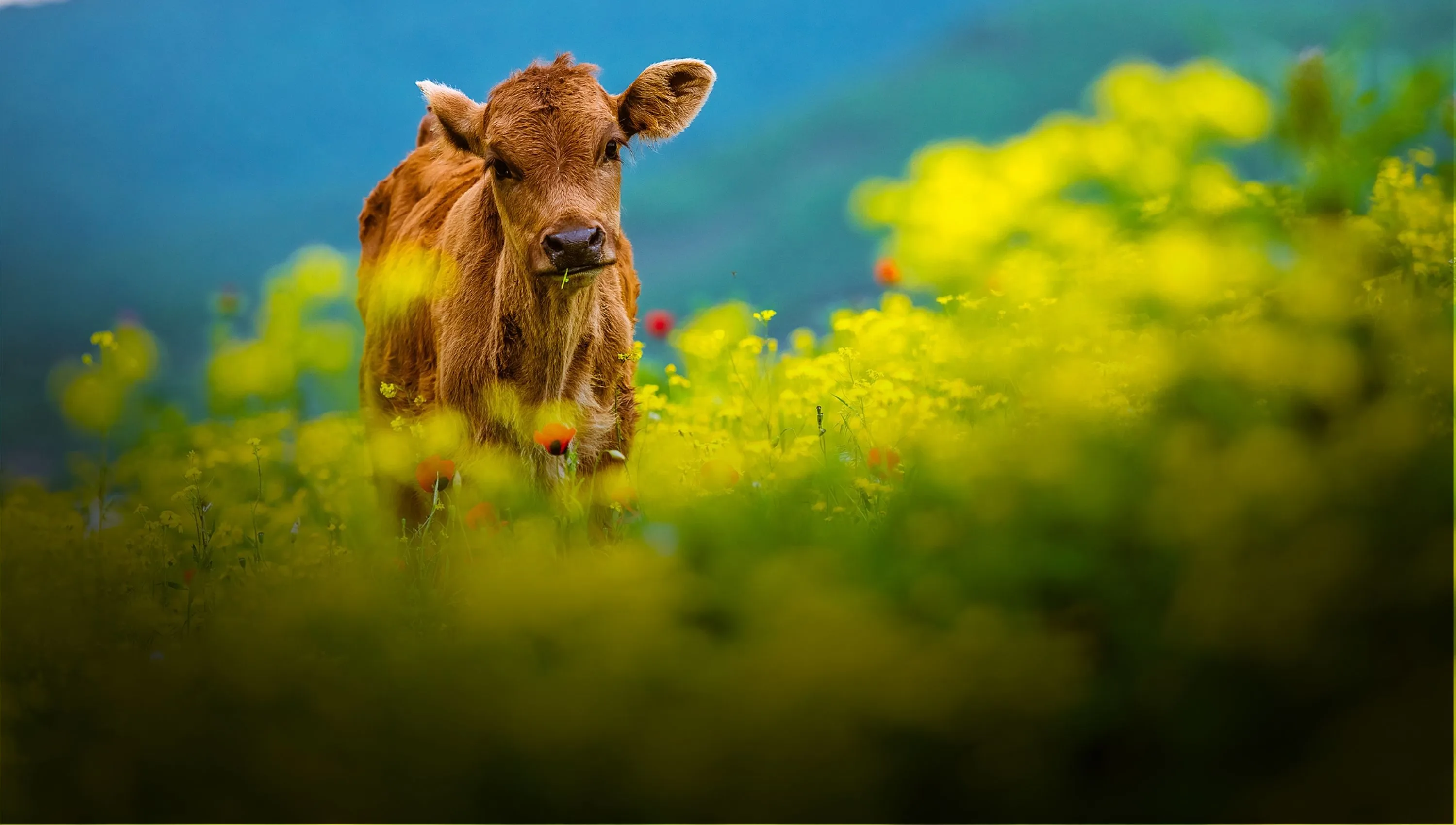 Animal Equality 7