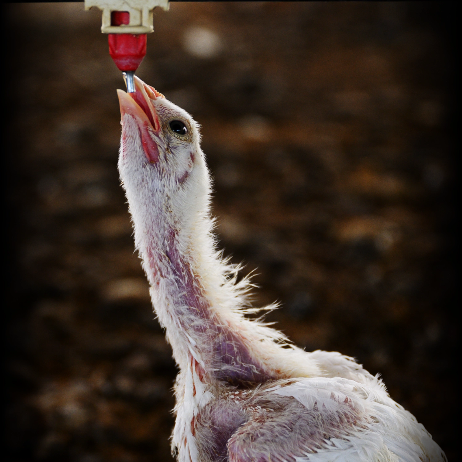 Chicken in a factory farm