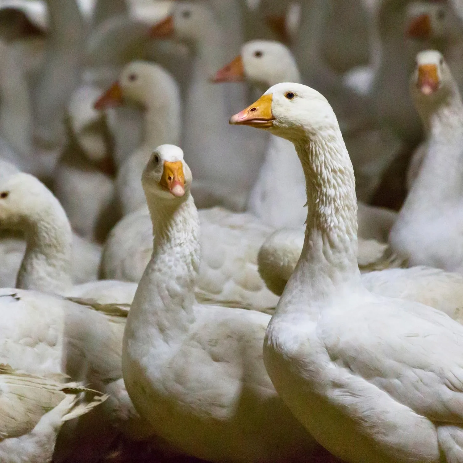 Brazil bans foie gras in historic first for Latin America 1 Brazil bans foie gras in historic first for Latin America