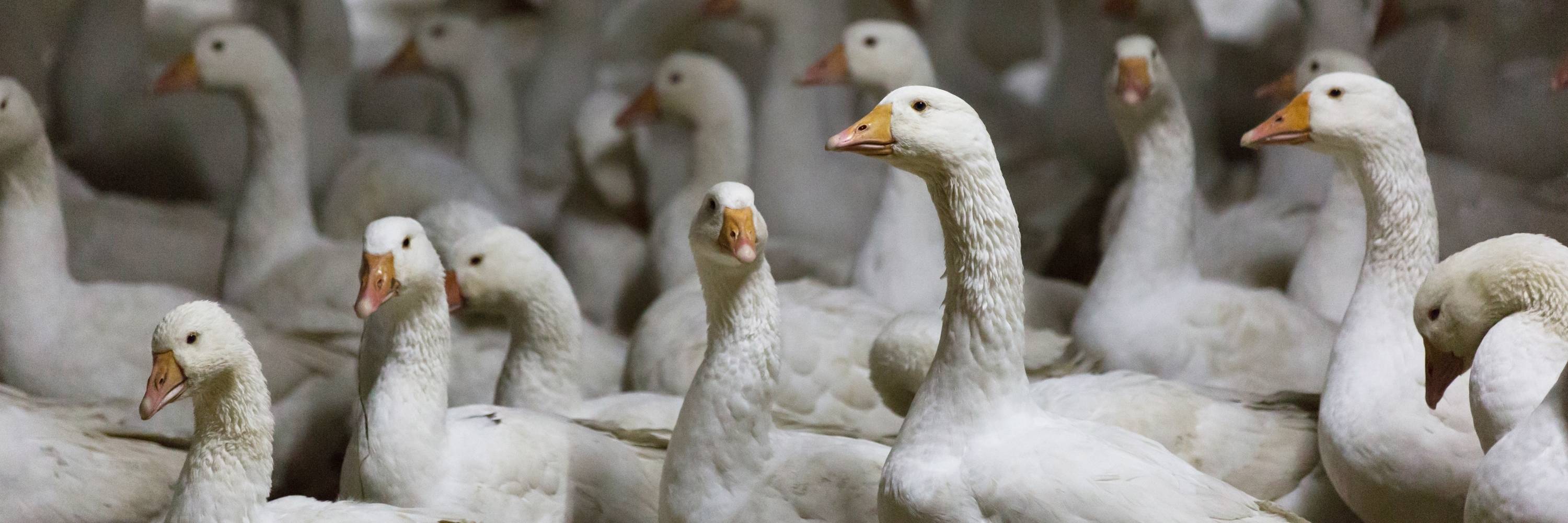 White geese standing on the ground inside a factory farm.