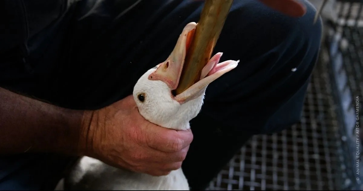 The UK promised to ban foie gras imports. That promise is now at risk. 1 A goose is restrained while a metal tube is inserted down its throat for force-feeding in foie gras production.