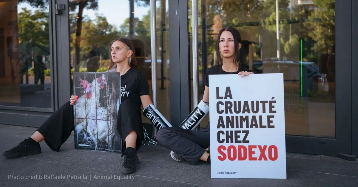 Animal Equality activists chained to Sodexo's headquarters, protesting broken cage-free promise.