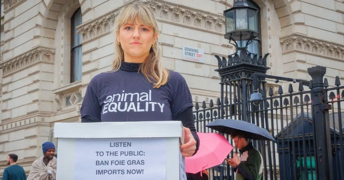 The UK promised to ban foie gras imports. That promise is now at risk. 2 Animal Equality UK's executive director Abigail Penny holds a box of petition signatures calling for a foie gras import ban, delivering it to the UK government.