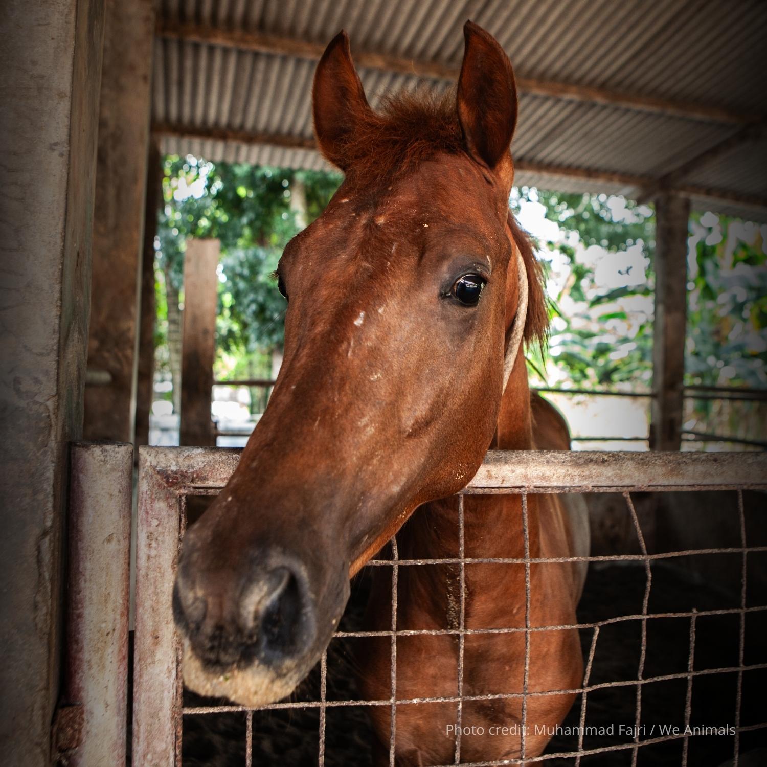 A brown horse looking directly at the camera, representing the fight against horse slaughter in Italy.