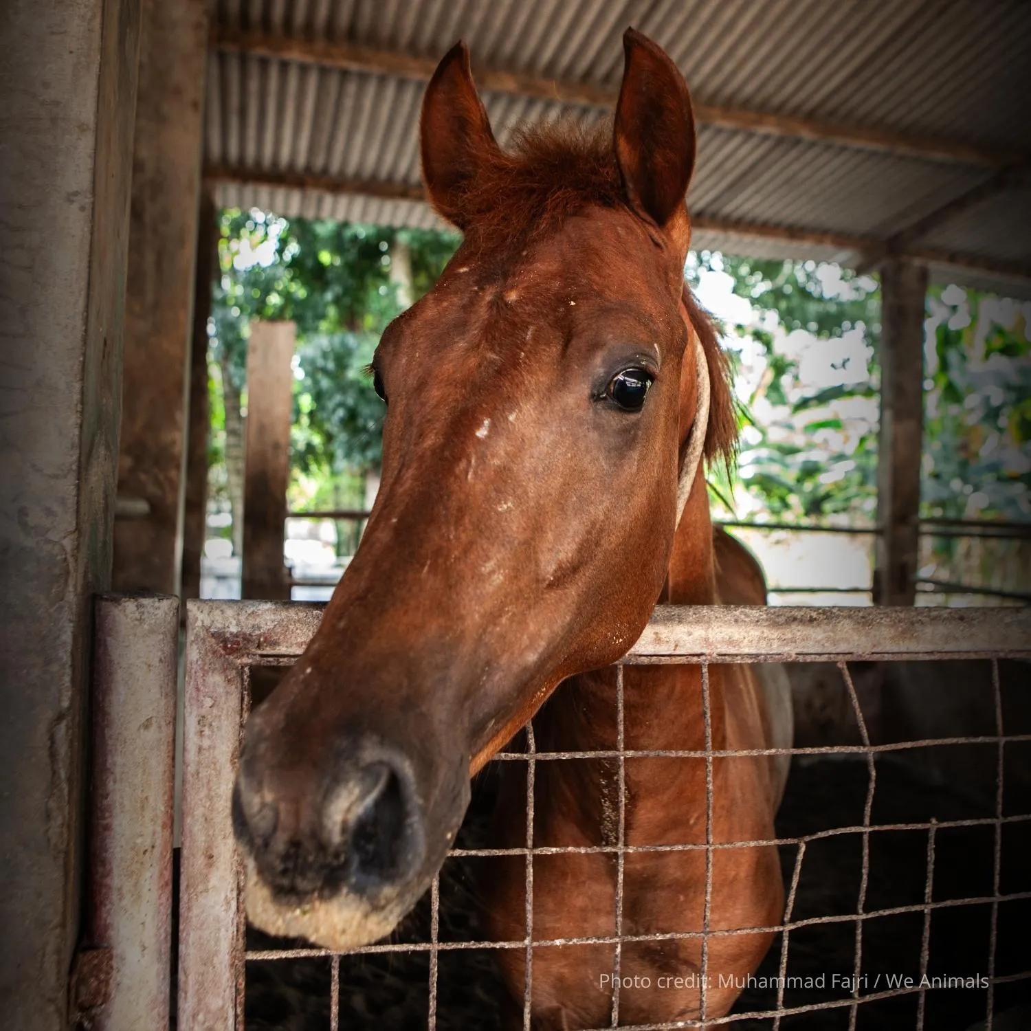Italy could ban horse slaughter—but voter support is needed 1 Italy could ban horse slaughter—but voter support is needed